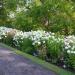Perene: Phlox paniculata White Flame, slika2